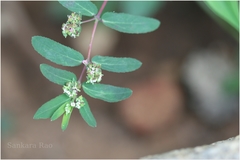 Euphorbia hypericifolia